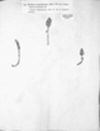 Puccinia lapsanae image
